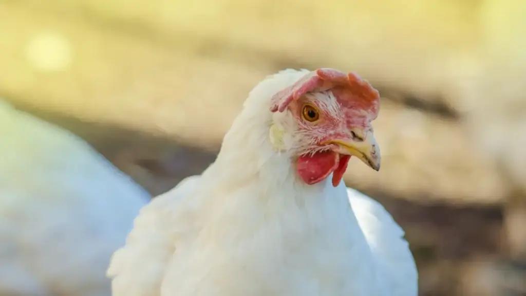 Apakah Boleh Kurban Ayam