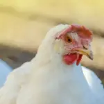 Apakah Boleh Kurban Ayam