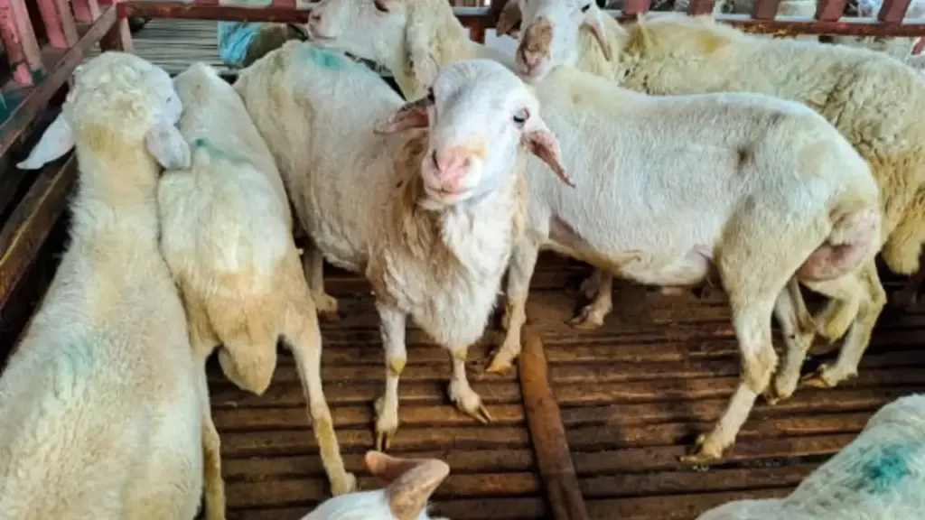 Syarat Sah Kurban Idul Adha