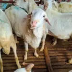 Syarat Sah Kurban Idul Adha
