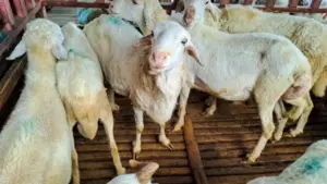 Syarat Sah Kurban Idul Adha