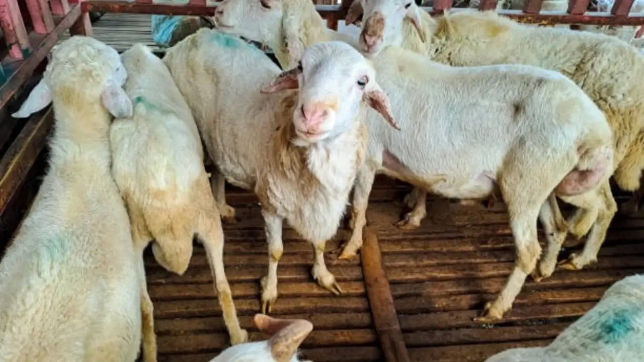 Syarat Sah Kurban Idul Adha