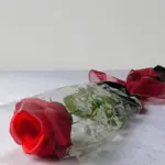 Contoh Ucapan Terima Kasih untuk Guru dari Wali Murid yang Unik